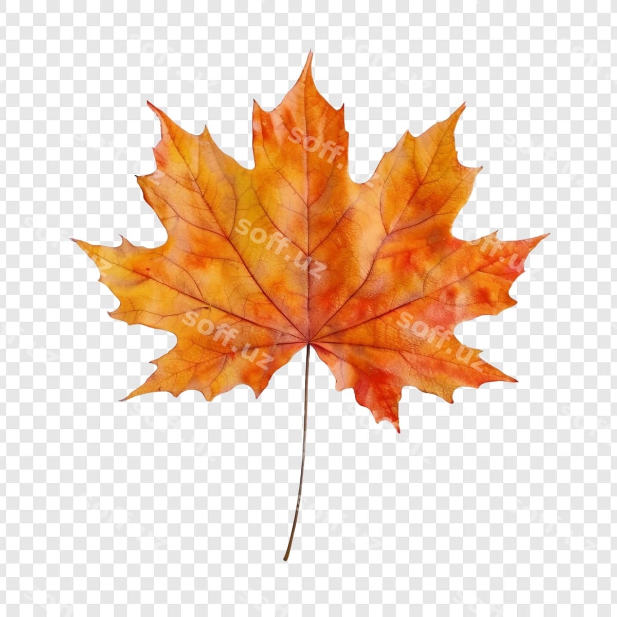 Bahor ariq varagi | Autumn maple leaf