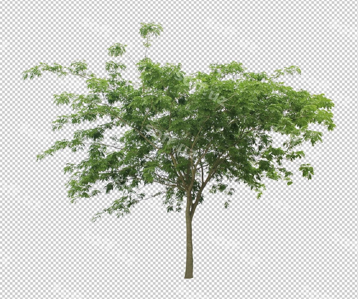 Eng yaxshi to'plam garg'ret daraxt | Best collection dicut tree