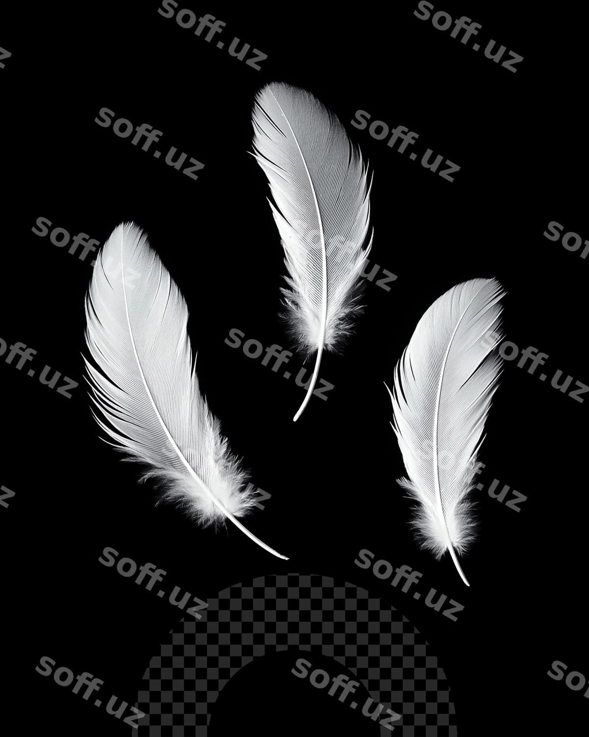 Qora orqa fon oq tuktuklar bilan u | Black background with white feathers it