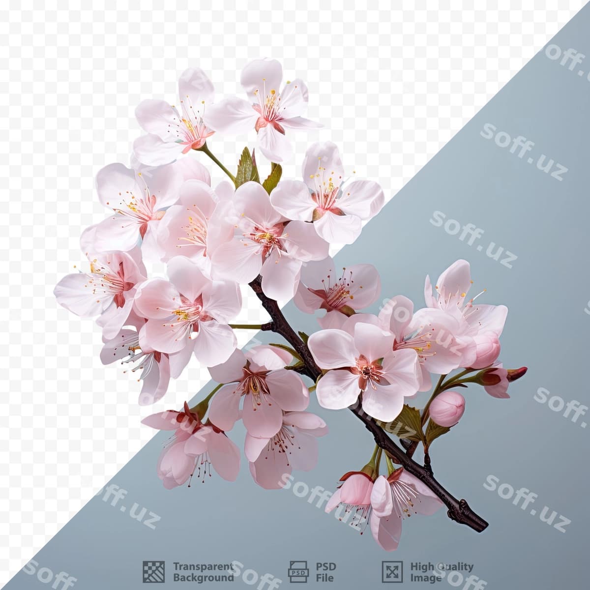 Gullay chiroyli olcha | Blossoming cherry