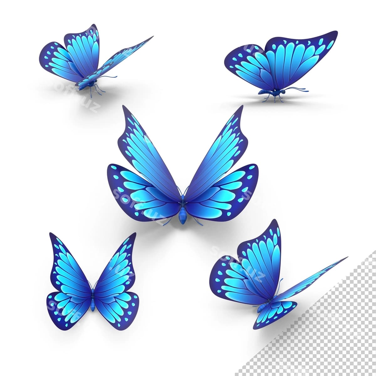 Ko'k parvozlar to'plami | Blue butterfly collection