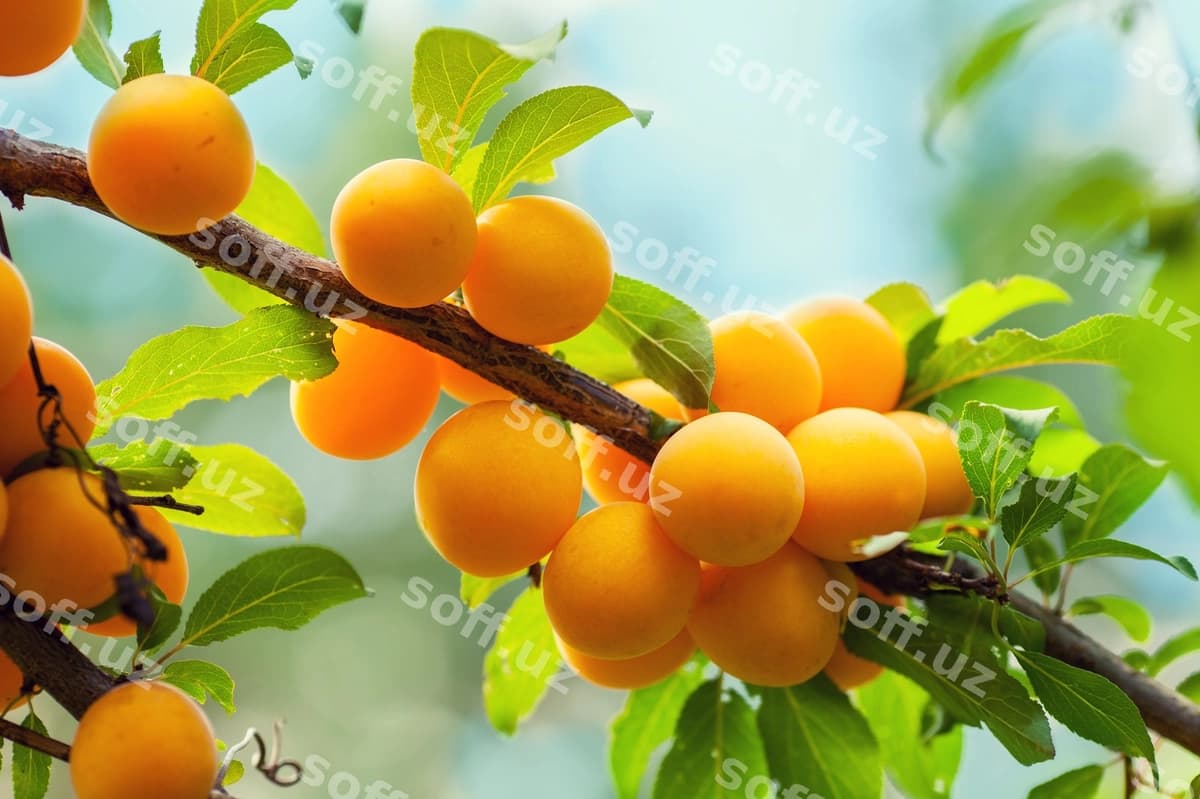 Daraxt organik sariq olcha | Branch organic yellow plum