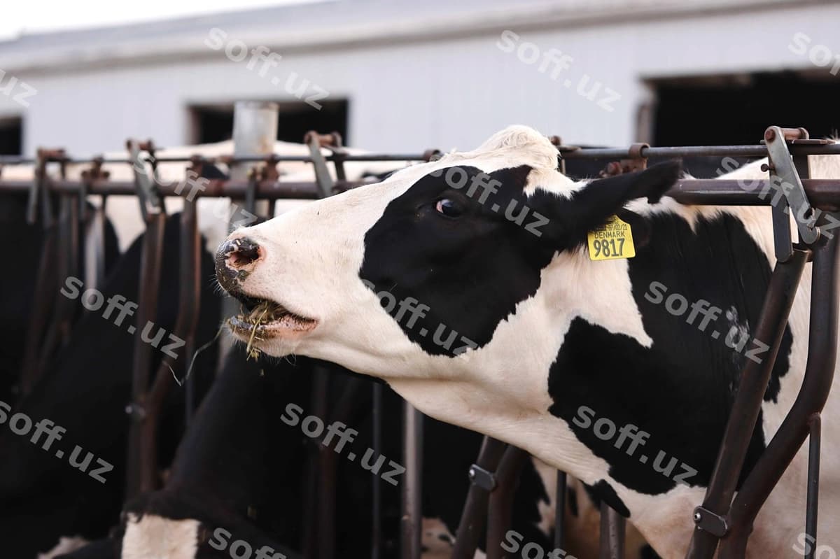 Yaxin suratdagi sigir | Close up cow