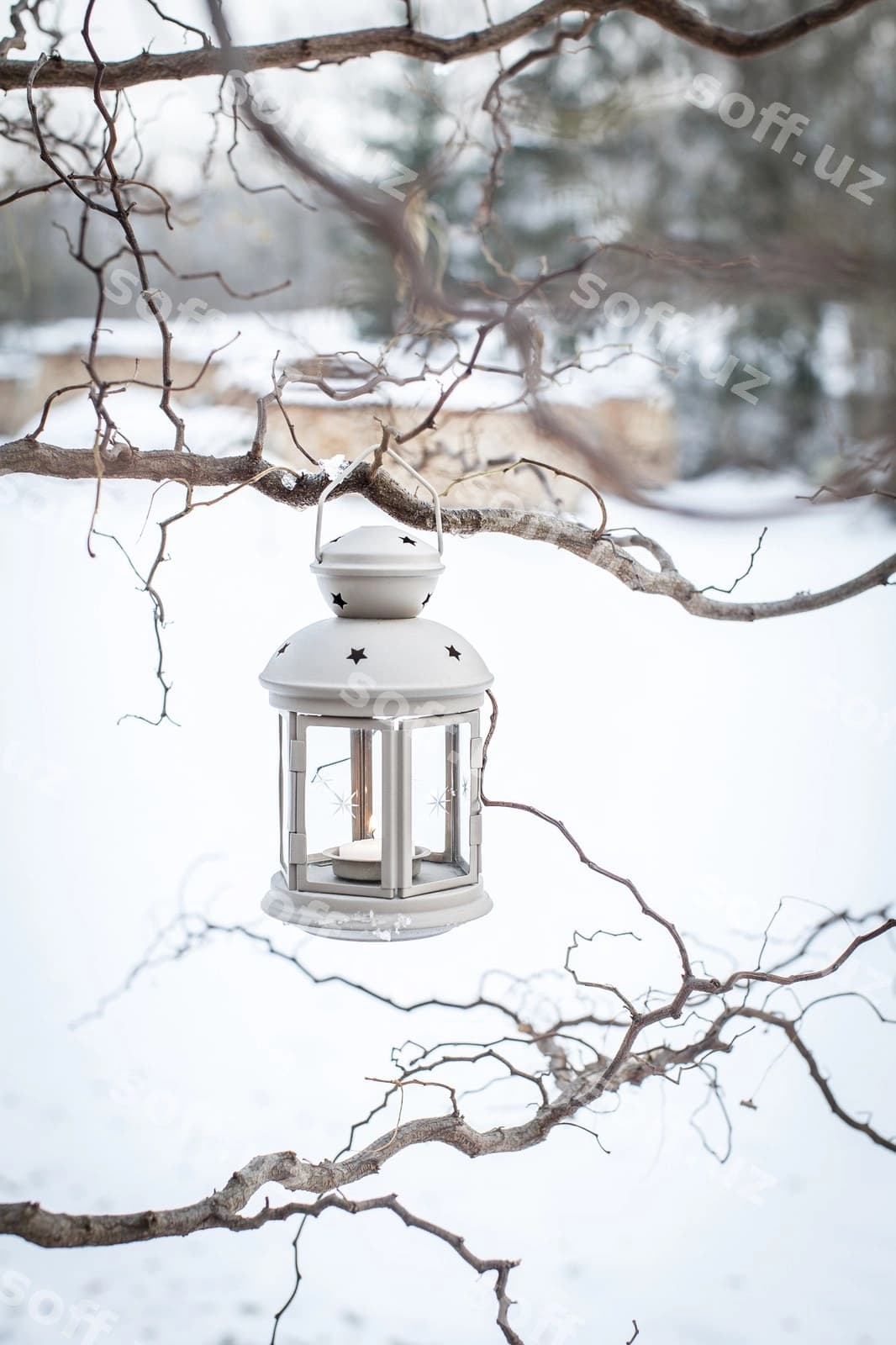 Yaqin rasmda yog'ochsiz daraxtga asib turgan fonar | Close up lantern hanging bare tree