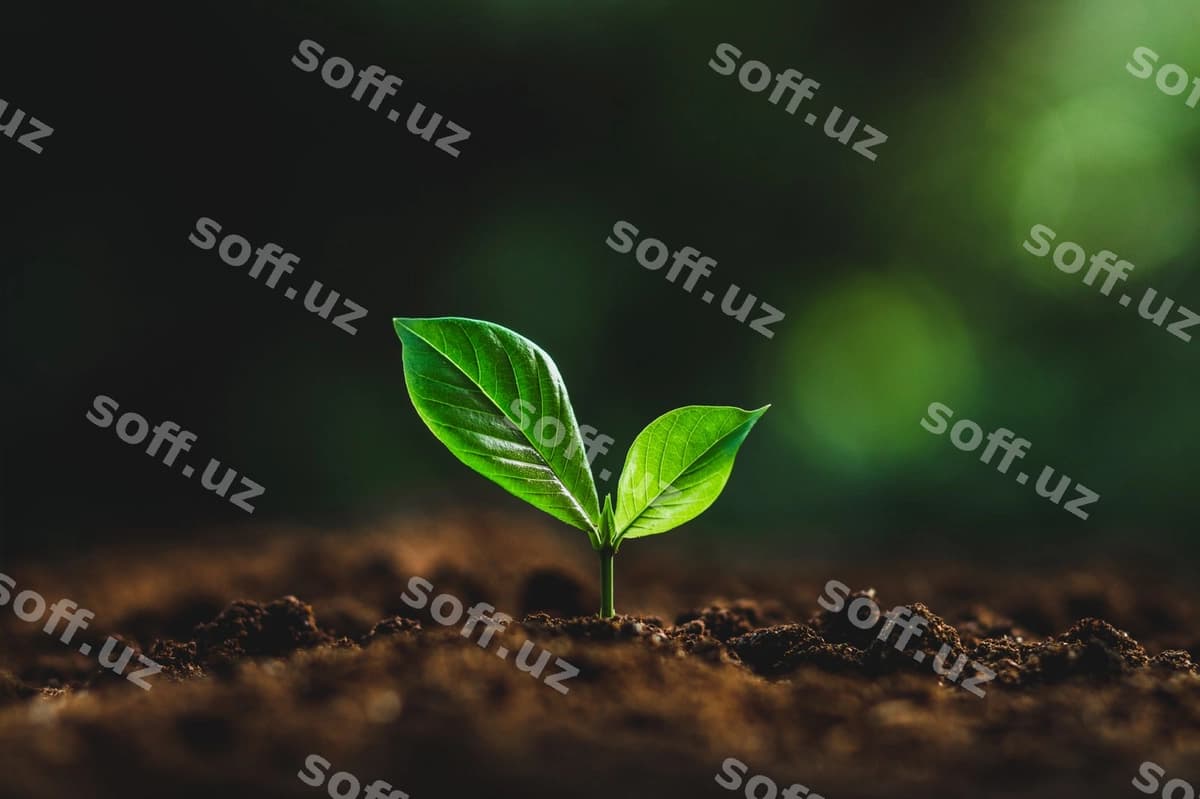 Yaqin kichik o'simlik o'sib boradigan maydon | Close up small plant growing field