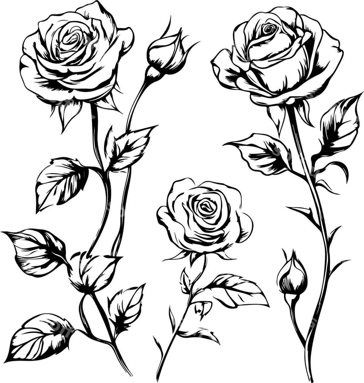 Elegant qora-oq roza illustratsiyalari | Elegant black white rose illustrations
