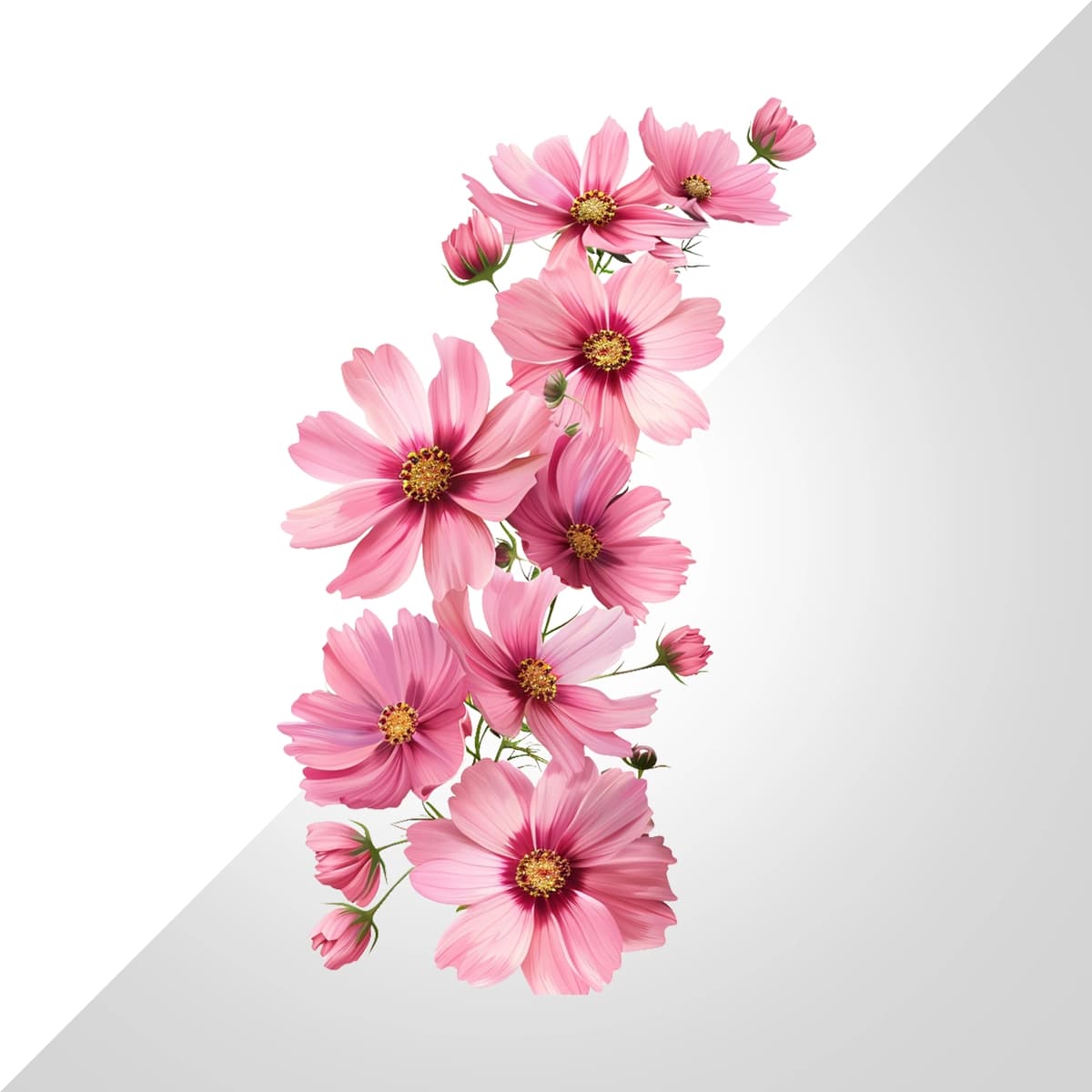 Shaffof fonda suzuvchi bahor gullari ajratilgan | Floating spring flowers isolated transparent background