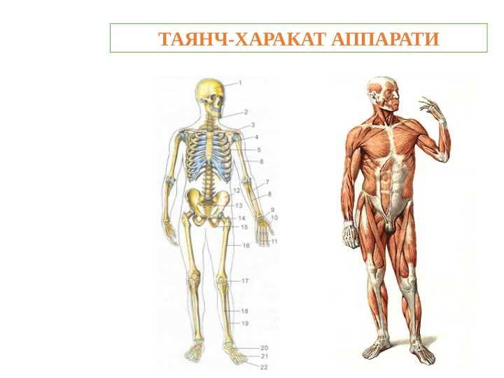 ТАЯНЧ-ХАРАКАТ АППАРАТИ