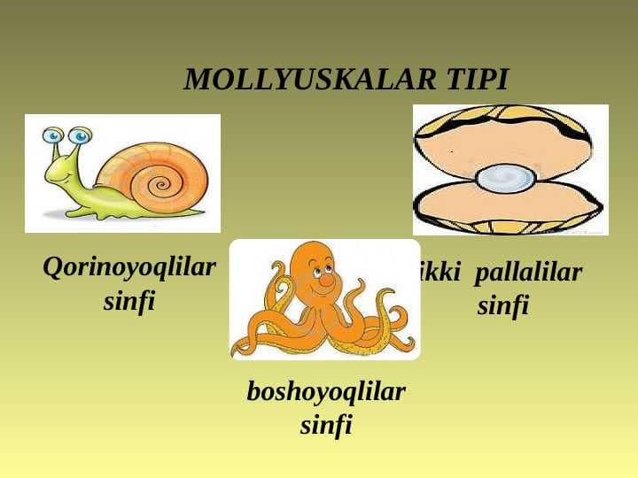 MOLLYUSKALAR TIPI