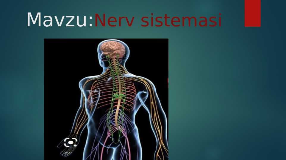 Nerv sistemasi