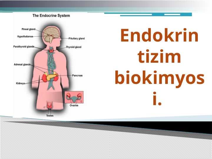 Endokrin tizim biokimyosi
