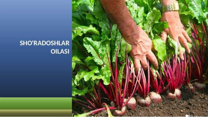 SHO'RADOSHLAR OILASI