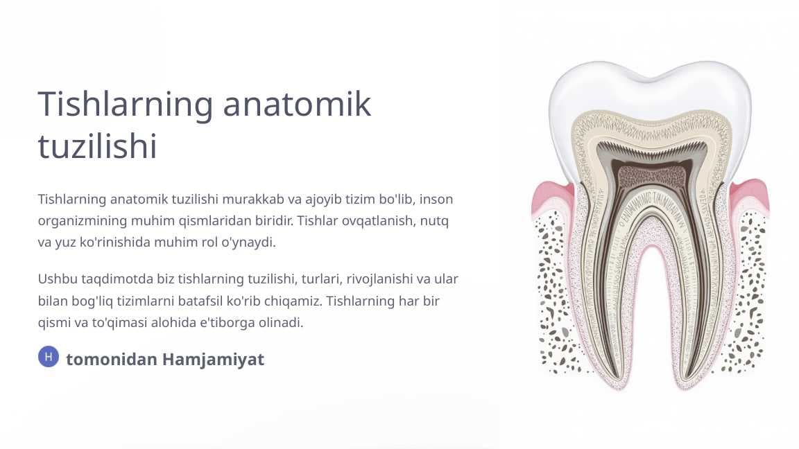 Tishlarning anatomik tuzilishi.