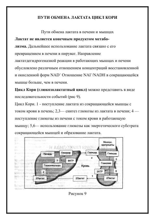 ПУТИ ОБМЕНА ЛАКТАТА ЦИКЛ КОРИ