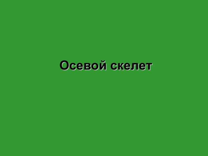 Осевой скелет