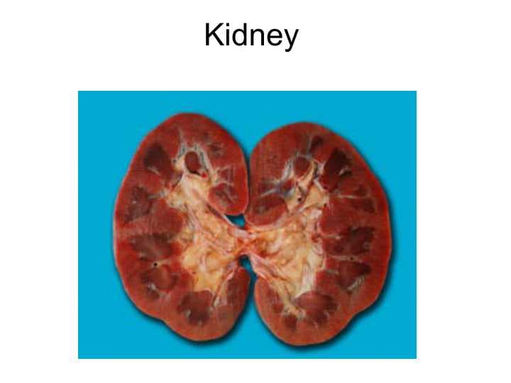 Kidney