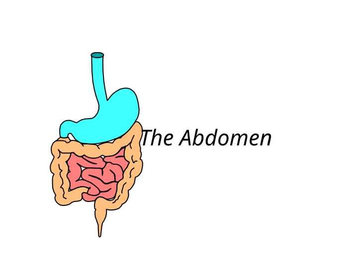 The Abdomen