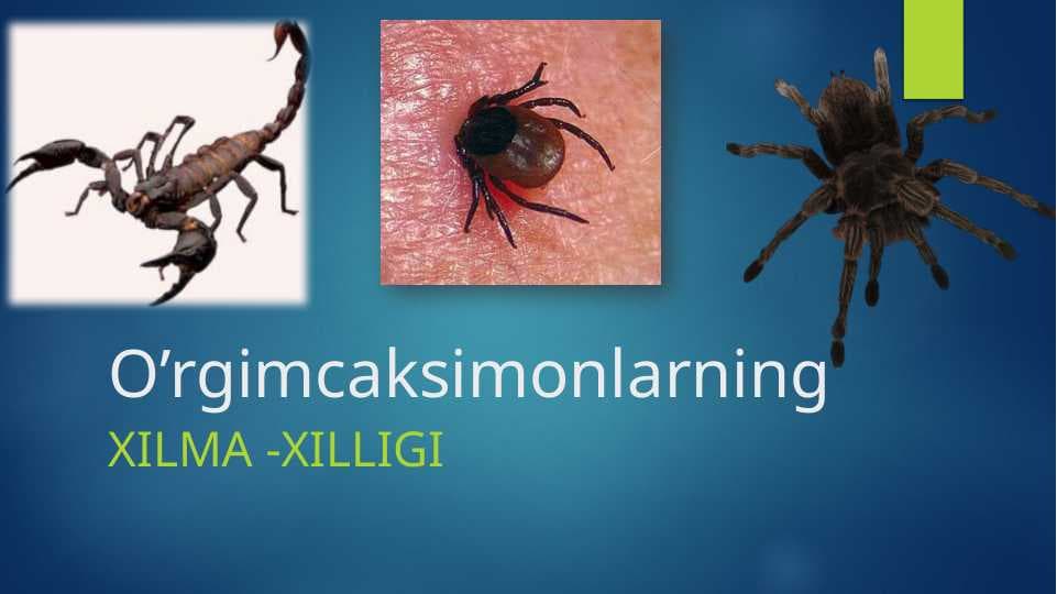 O‘rgimchaksimonlar sinfi. Butli o‘rgimchak,