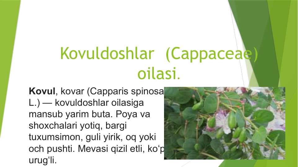Kovuldoshlar  (Cappaceae) oilasi.