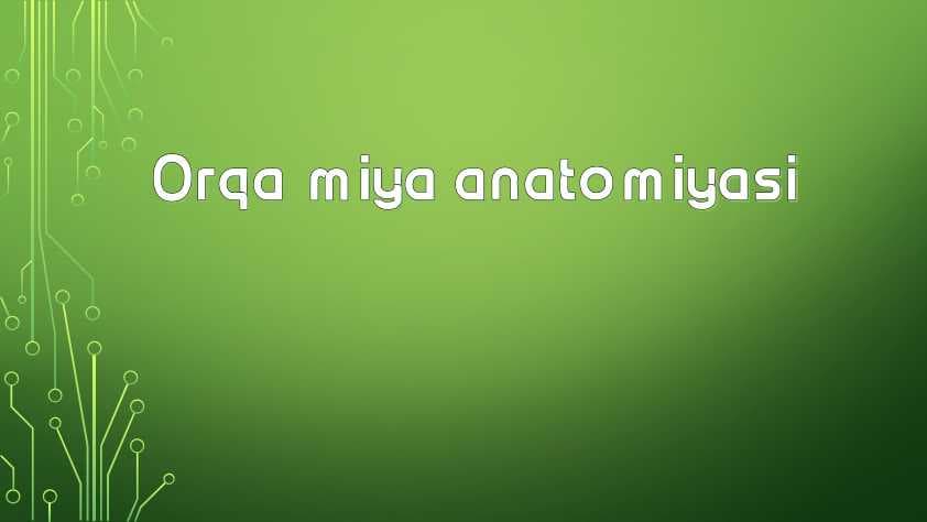 Orqa miya anatomiyasi