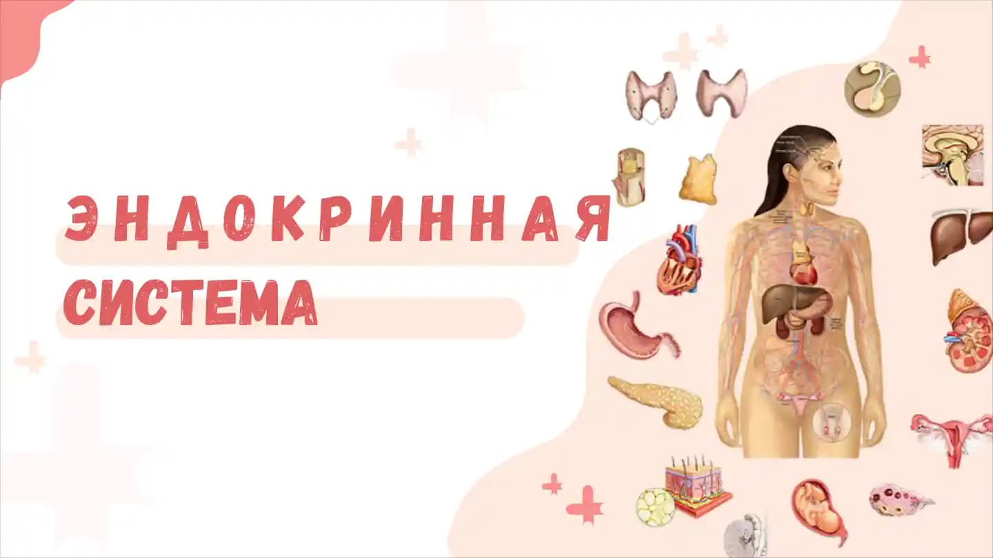 ЭНДОКРИННАЯ СИСТЕМА