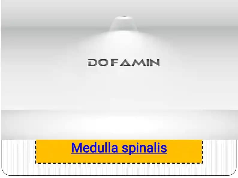 Medulla spinalis