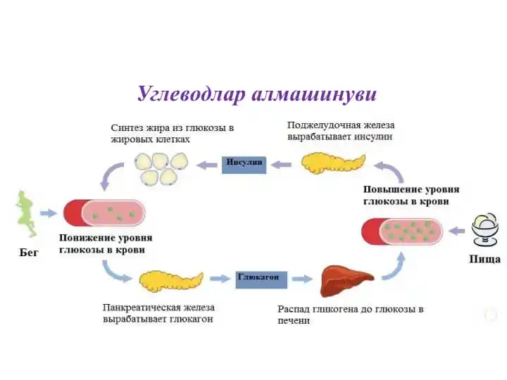 Uglevodlar almashinuvi