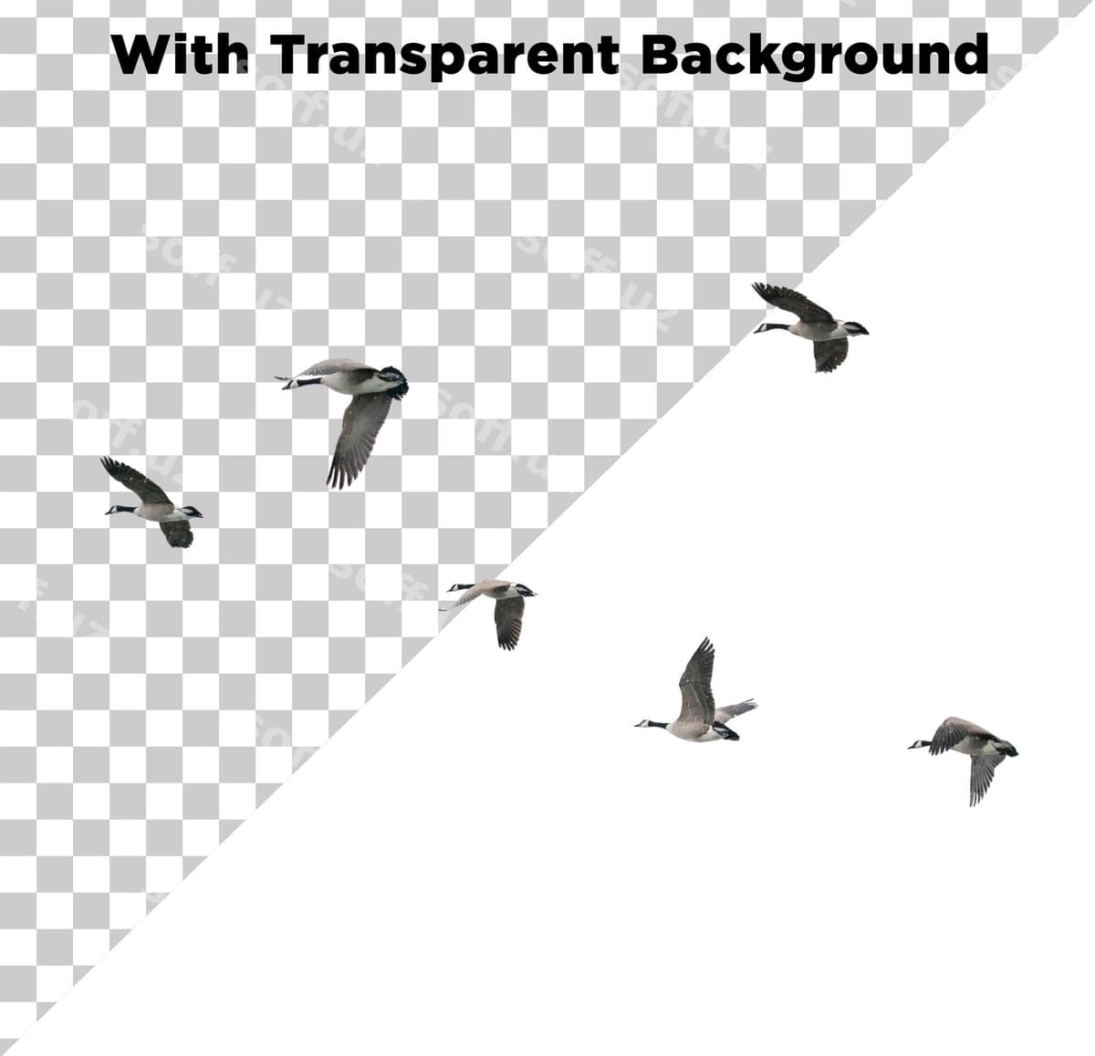 Qushlar guruh osmon | Flock birds sky