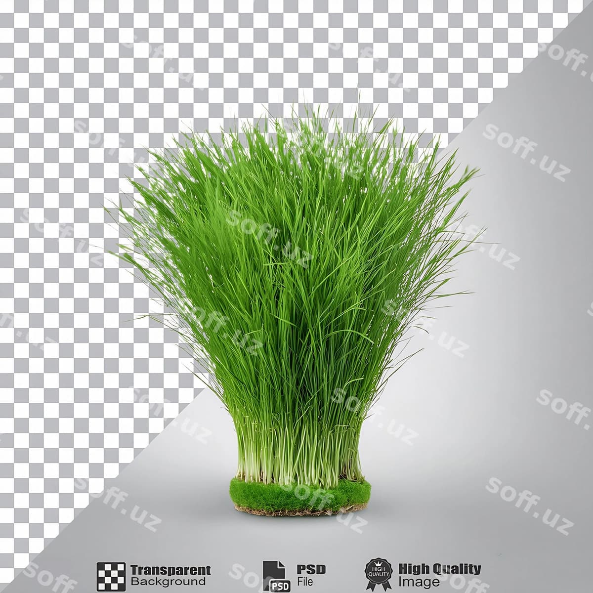 G grass isolated transparent background | G grass isolated transparent background