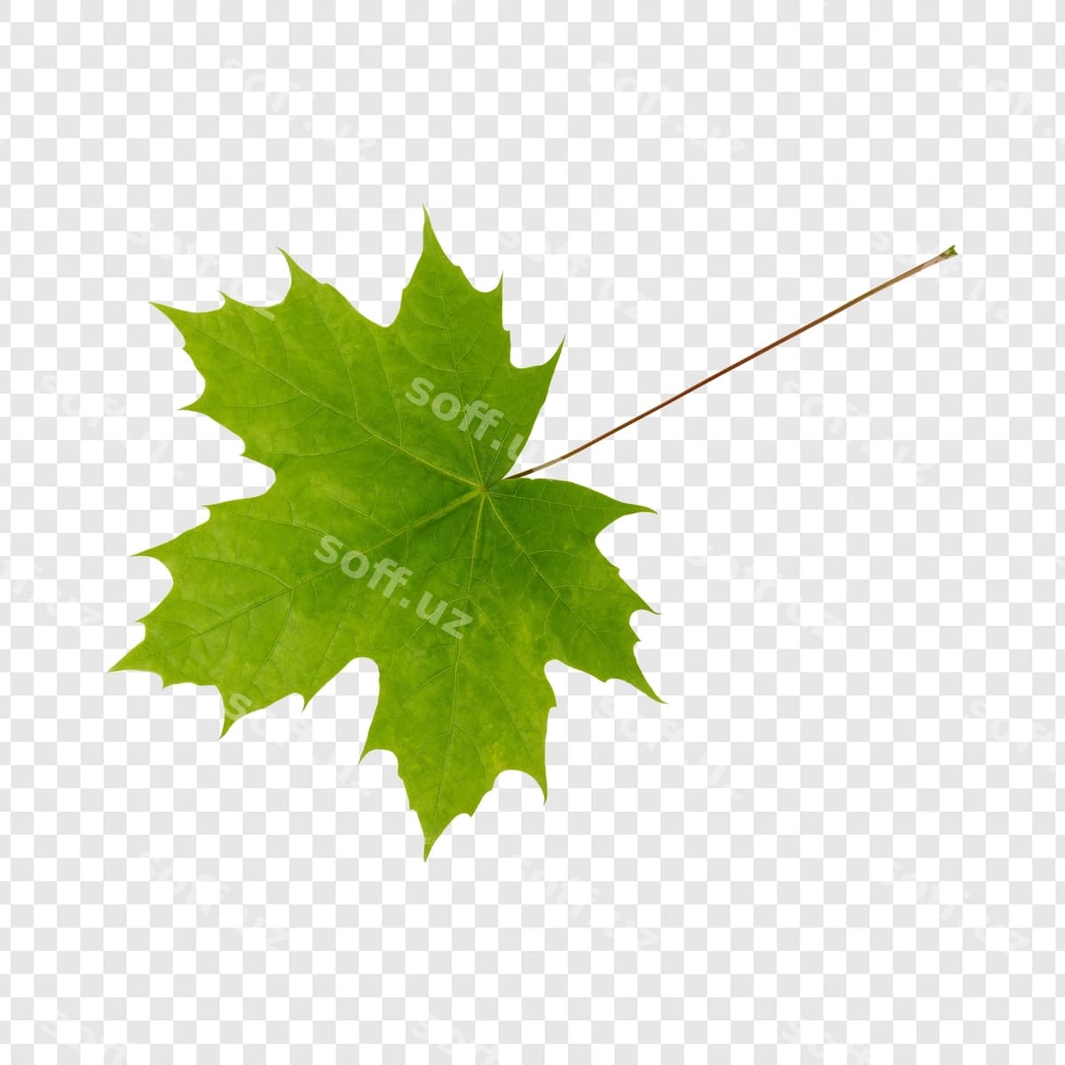 Yashil uch qovoq varagi | Green maple leaf
