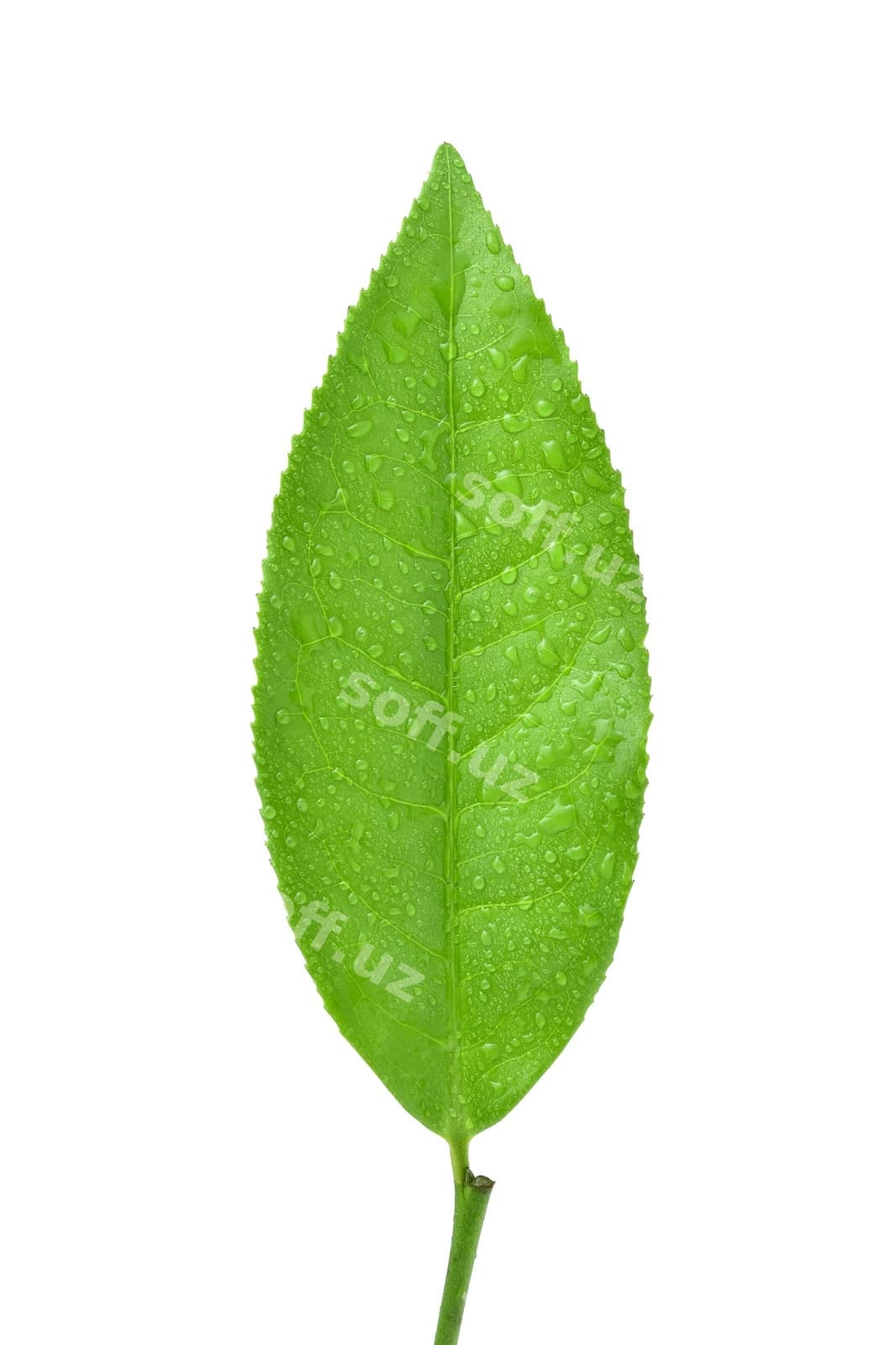Yashil choy varaqi ajraltirilgan oq | Green tea leaf isolated white