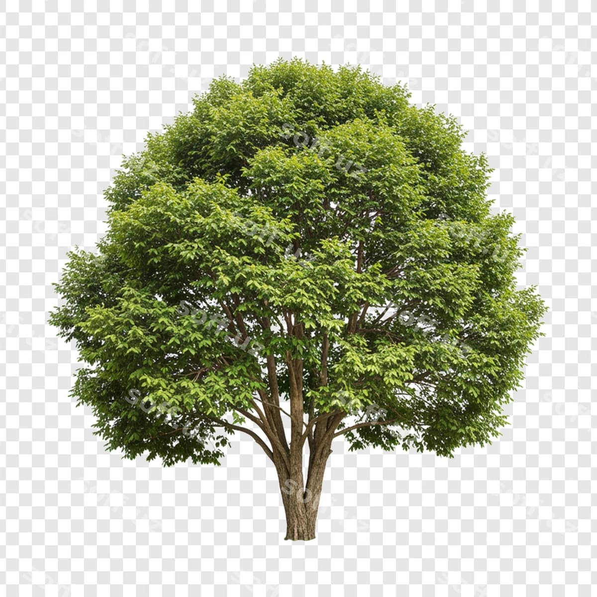 Yashil daraxt | Green tree