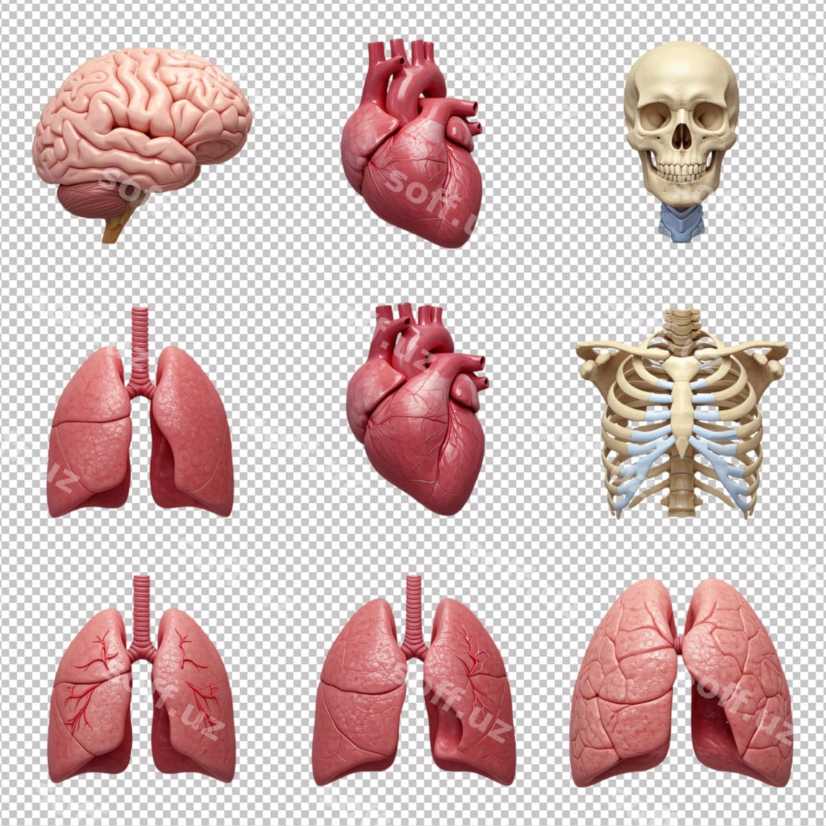 Inson organlari uch o'lchovli modellar | Human organs 3d models
