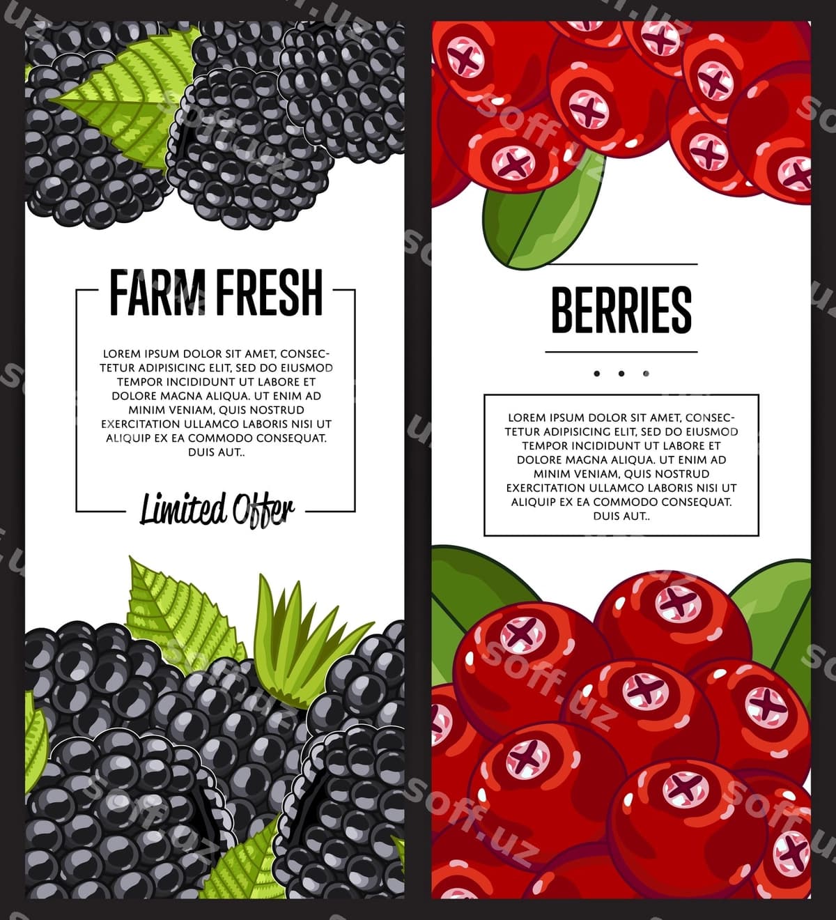 Organik ferma yangi boring broshyur komplekti | Organic farm fresh berry flyer set