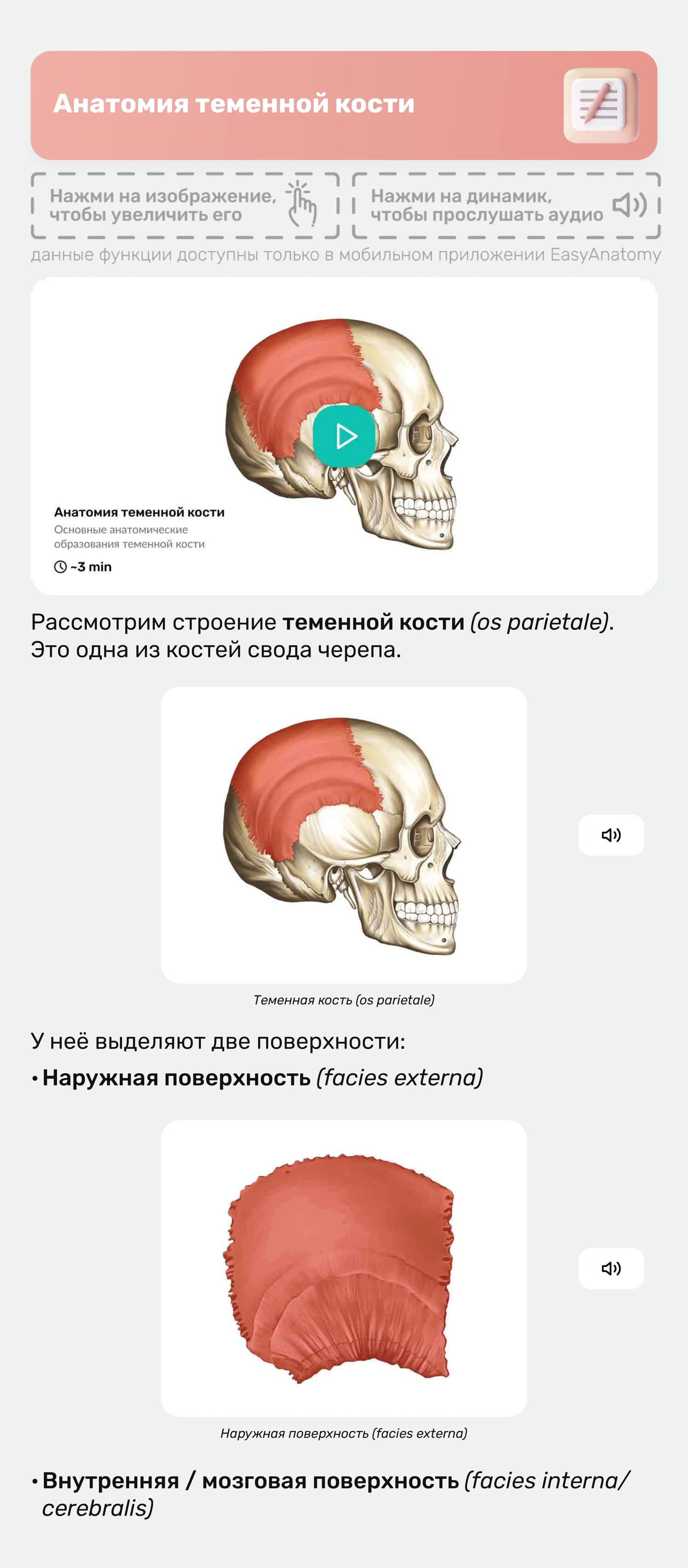 Анатомия теменной кости