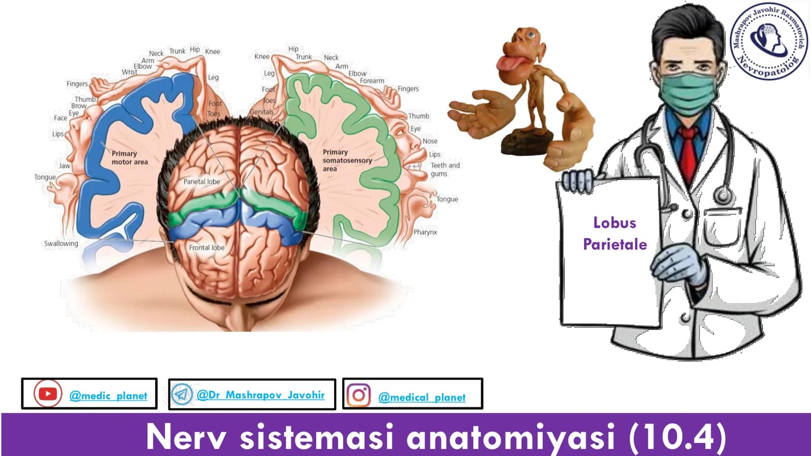 Nerv sistemasi anatomiyasi (10.4)