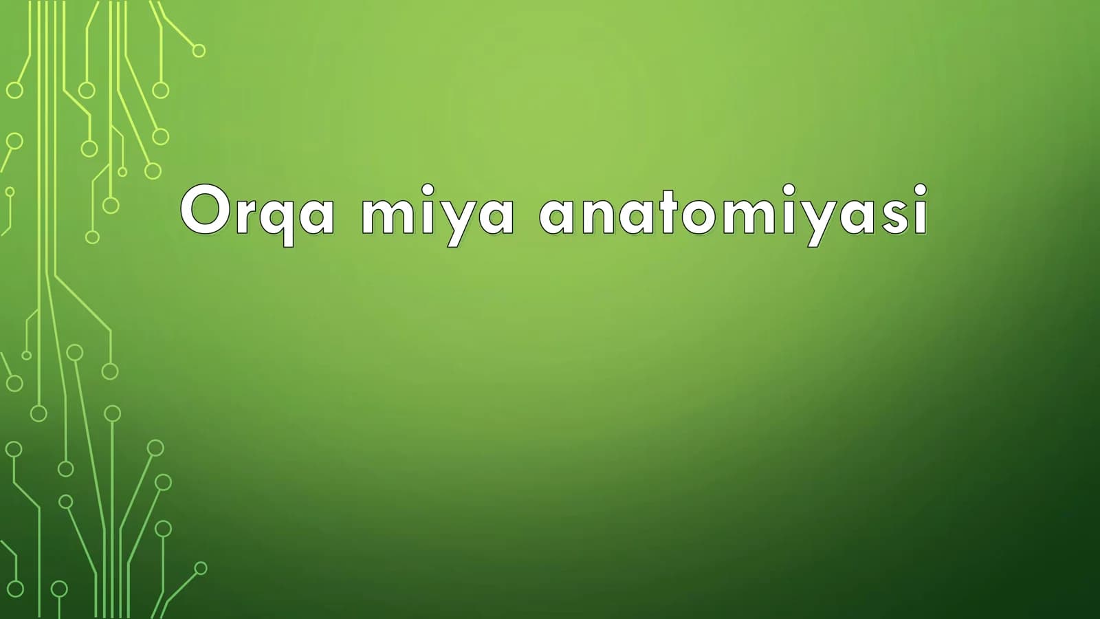 Orqa miya anatomiyasi