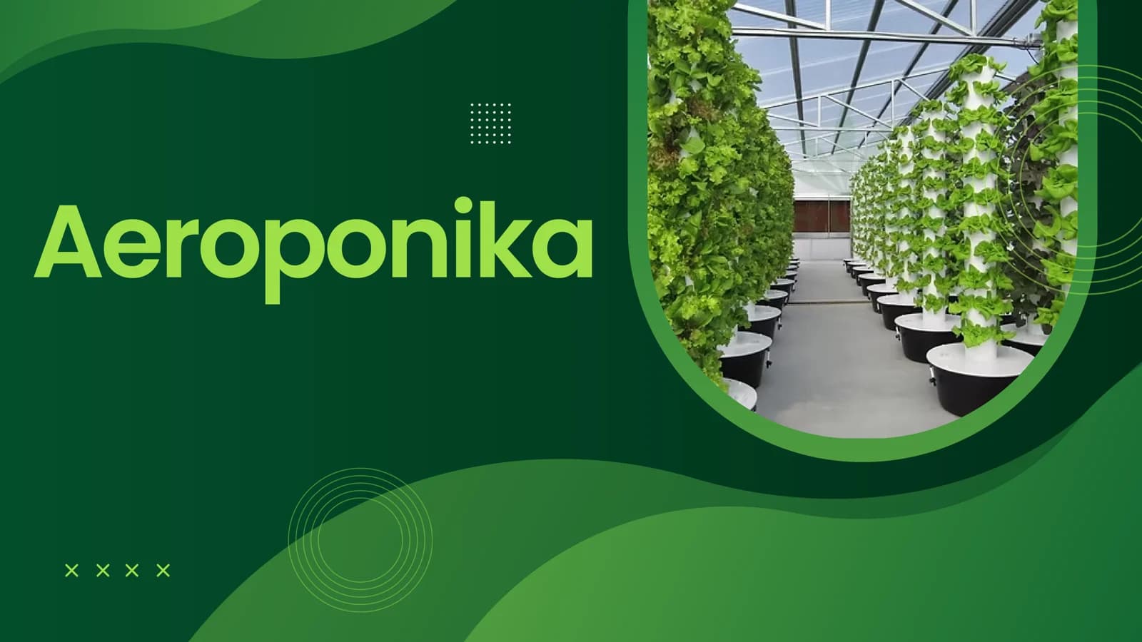 Aeroponika prezentatsiya