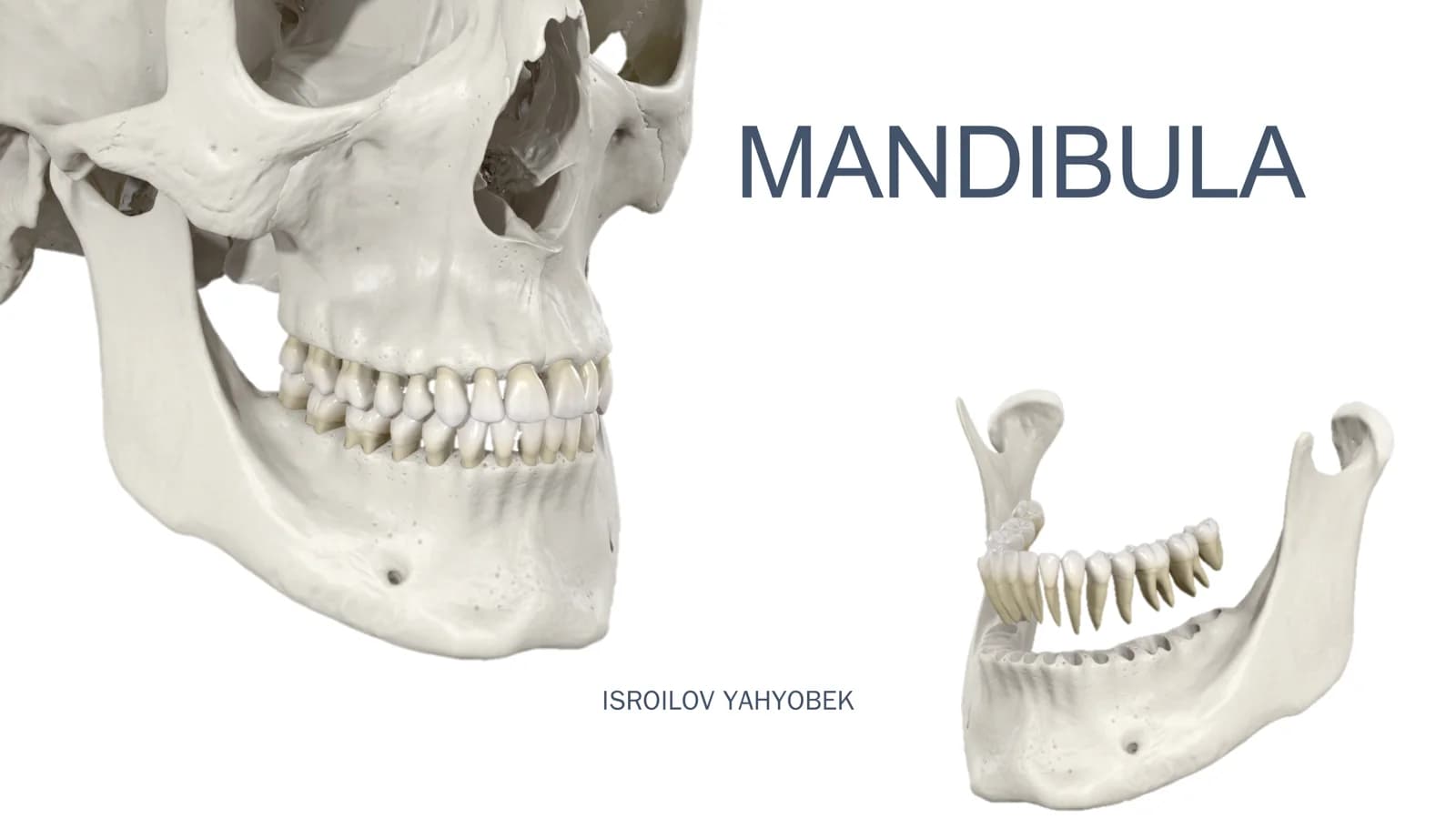 MANDIBULA