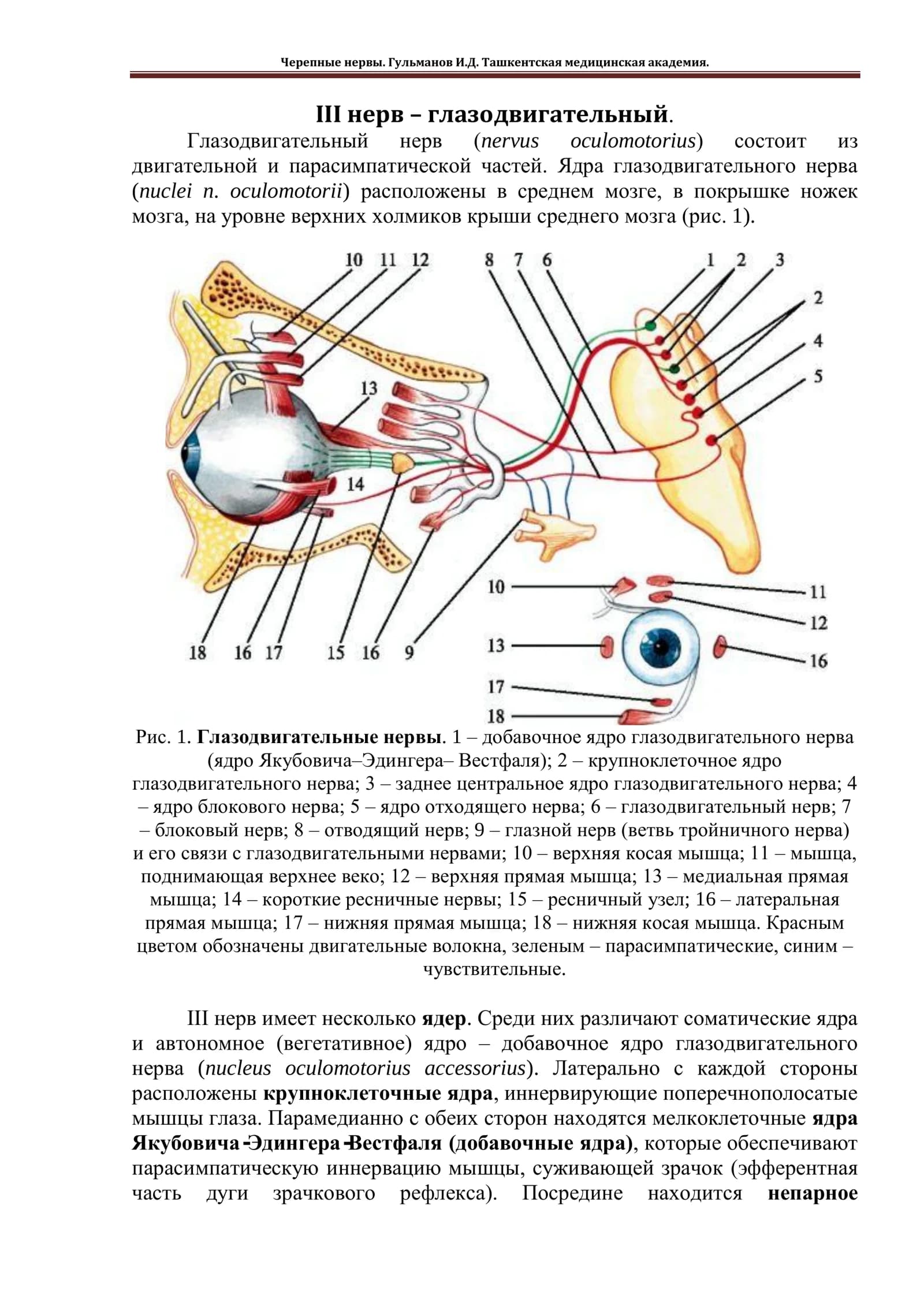 Глазодвигательный нерв (nervus oculomotorius)