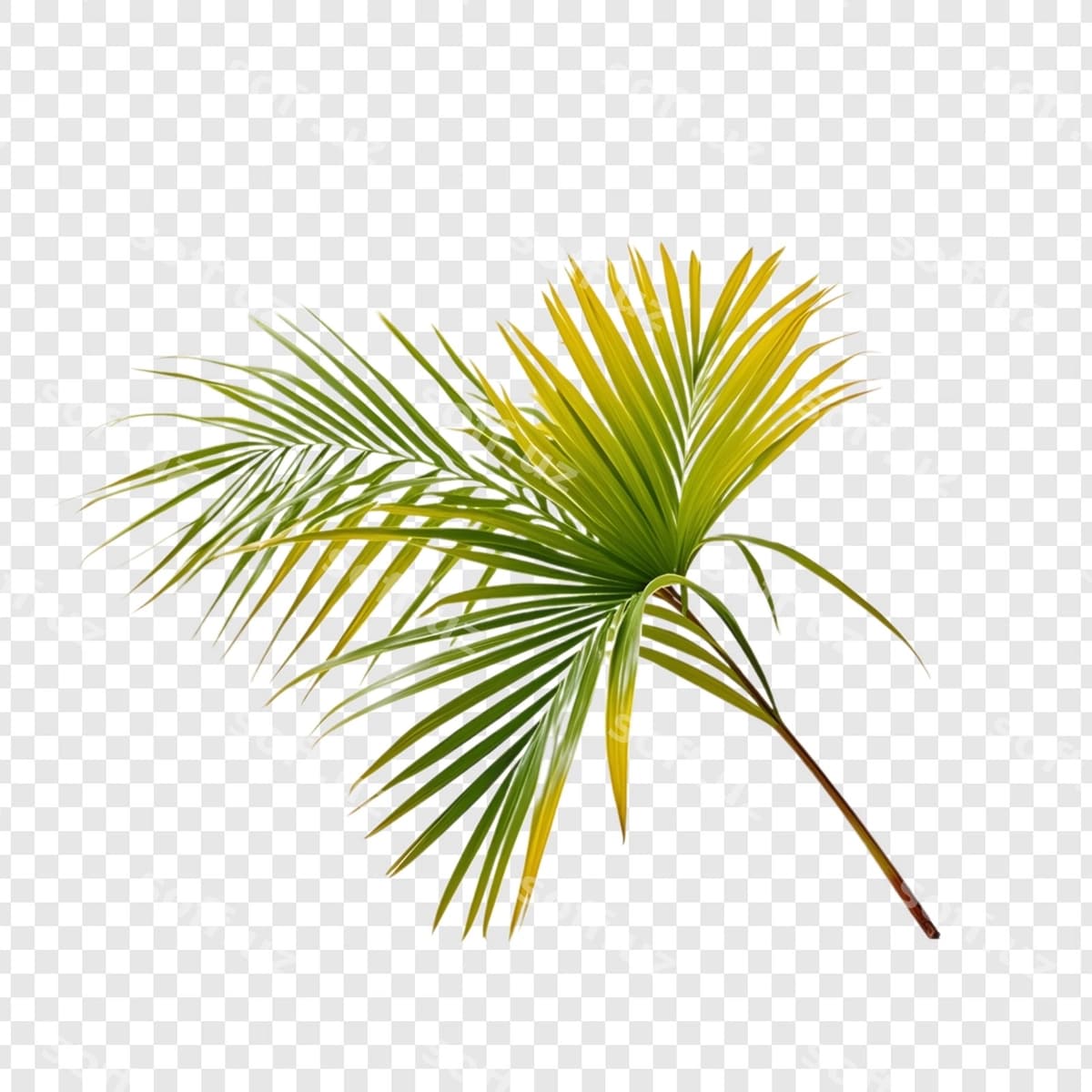 Palmdaraxt shaffof orqa fon | Palm tree transparent background