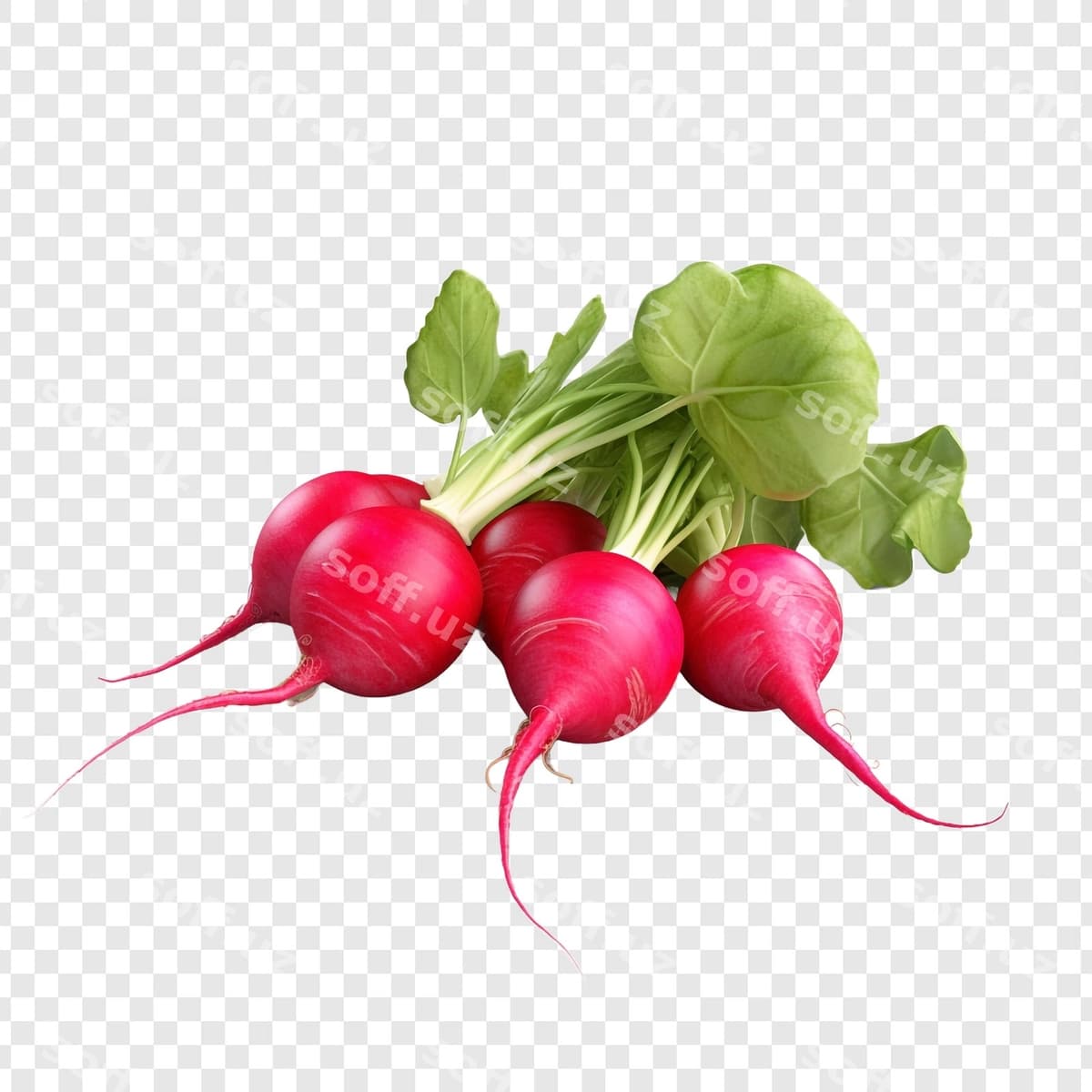 Radishlar shaffof fonda ajraltirilgan | Radishes isolated transparent background