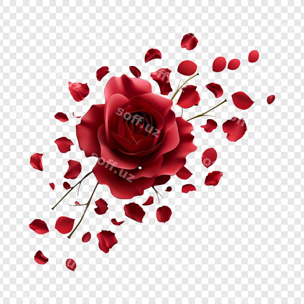 Qizil gul, olinadigan baxmalar bilan | Red rose with falling petals