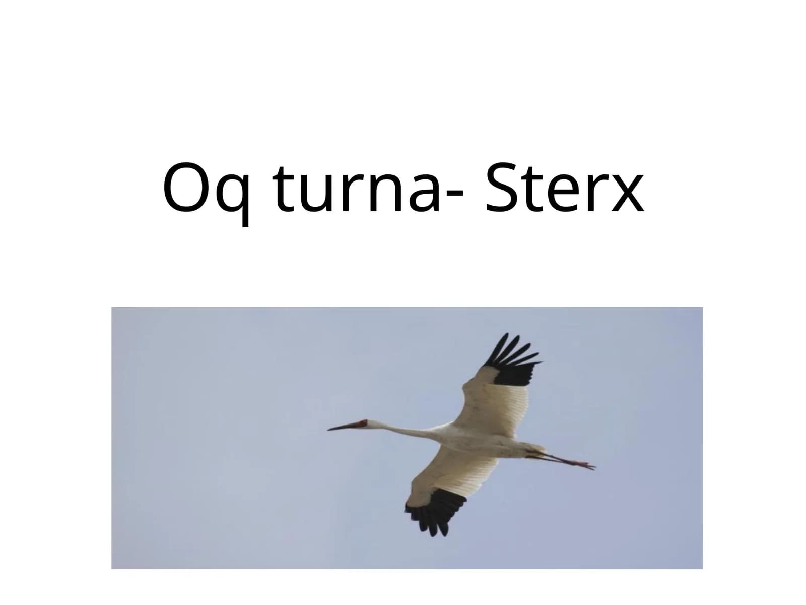 Oqturna-Sterx