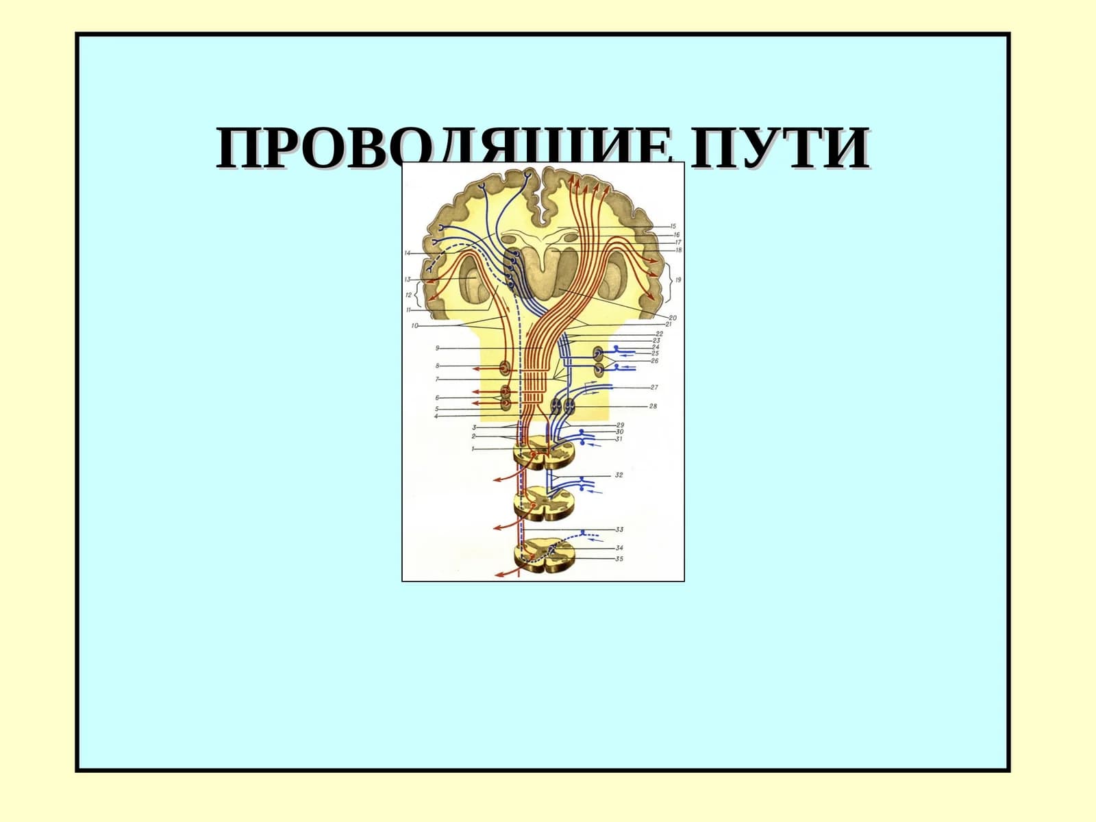 ПРОВОДЯЩИЕ ПУТИ