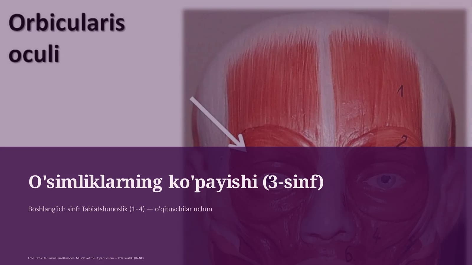 O'simliklarning ko'payishi (3-sinf)