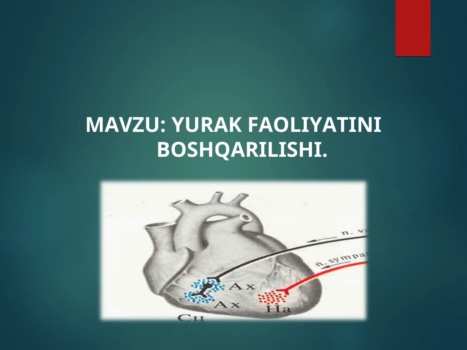 MAVZU: YURAK FAOLIYATINI BOSHQARILISHI