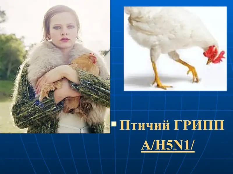Птичий ГРИПП