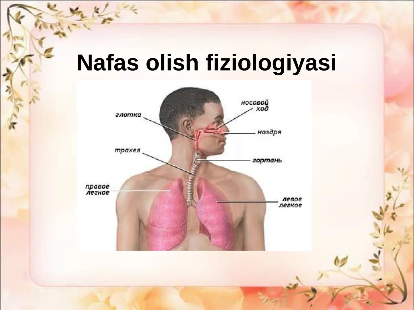 Nafas olish fiziologiyasi