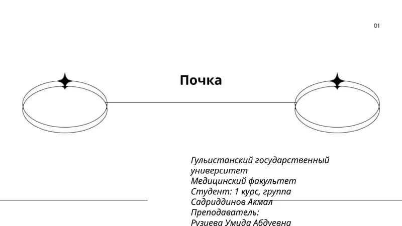 Почка